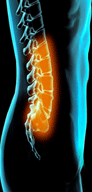 Spine
